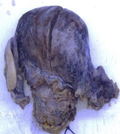 Description of the image